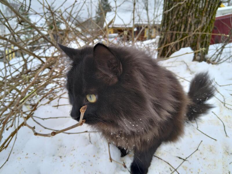 Profile picture for user 1064690