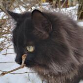 Profile picture for user 1099209